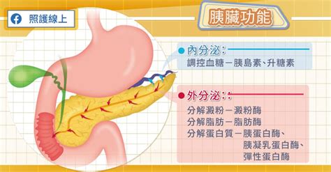 胰臟在左邊還是右邊